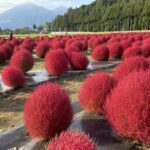 こころの相談室　道　郡山　心理カウンセリング　夫婦